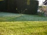 Strauch kann auch als Baum gezogen werden, mit zuerst straff aufrechten Trieben, buschig-breit, sehr schnittverträglich. <br>Gepflanzt: anfangs Oktober 2014 <br> <br>